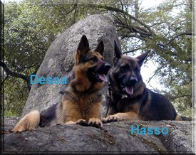 Hasso