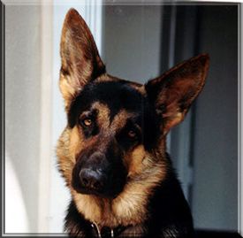 Yogi
