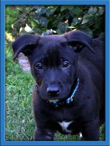 Hemi