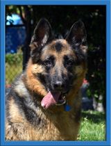Shep