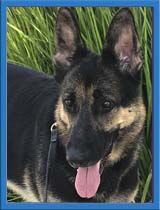 Bodie